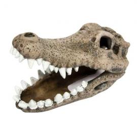 Ornamento con cabeza de cocodrilo fosilizado (7.5 cm)